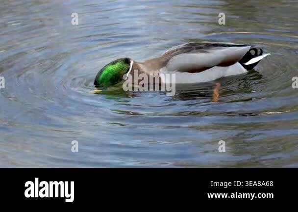 4K Male Mallard Duck Swimming Calm Water Ripples Dipping Beak Wildlife ...