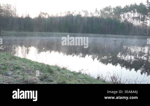 4K Lake Mist Sunrise Calm Water Reflection Trees Silhouettes Grassy ...
