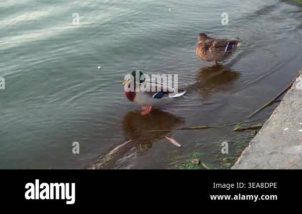 Mallard Pair At Concrete Bank, Calm Water Edge With Drake And Hen ...