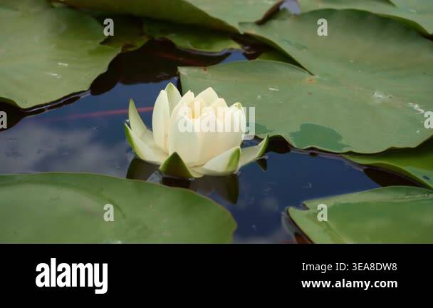 White Water Lily Floating On Pond Surrounded By Large Green Lily Pads ...