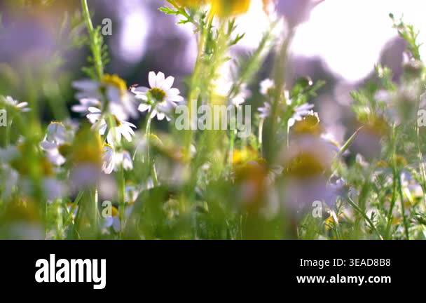 Close-up of a beautiful flower field with yellow flowers and a tree in ...