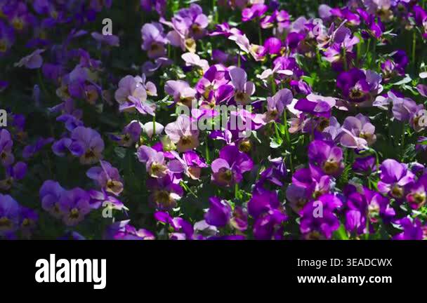 4K slow motion video of beautiful wild pansies. Purple flowers in a ...