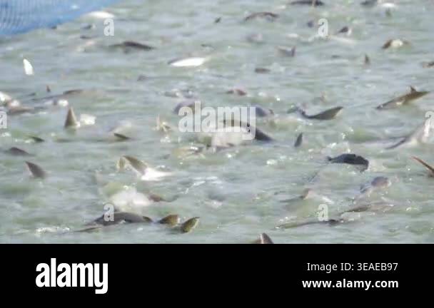 Numerous Fish Numerous fish swimming together in a clear body of water under natural ...