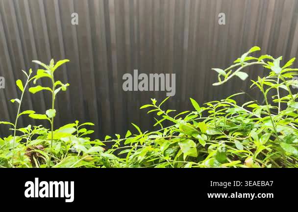 Outdoor video of lush green leafy shrubs and tropical plants growing in ...