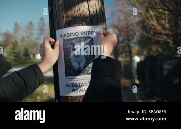 Hands attaching missing puppy poster to wooden pole, suburban street ...