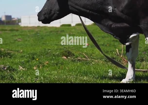 Black and white dairy cow grazing on a lush green meadow on a sunny day ...