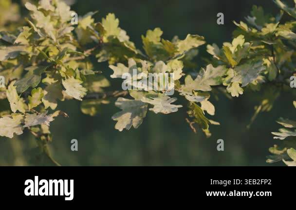 Close-up of green oak tree leaves on a branch in soft evening light ...
