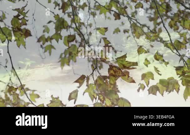 Autumn leaves falling on forest path with soft sunlight creating ...