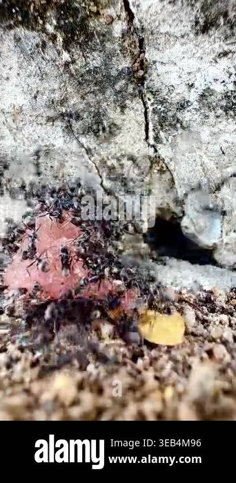 Macro footage of black ants swarming over a dead insect on a wooden ...