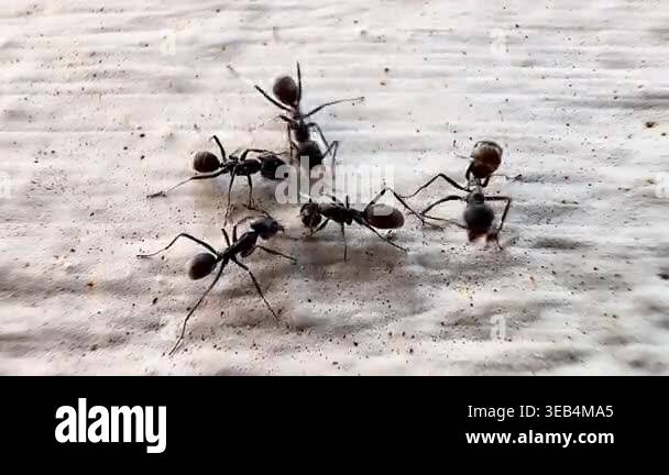 Macro footage of black ants swarming over a dead insect on a wooden ...