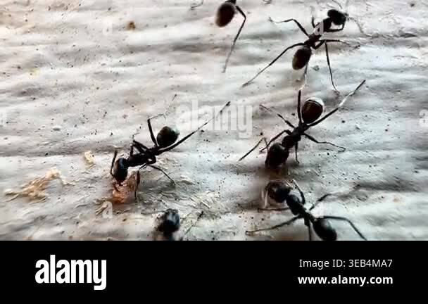 Macro footage of black ants swarming over a dead insect on a wooden ...