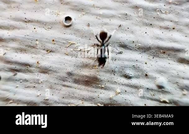 Macro footage of black ants swarming over a dead insect on a wooden ...