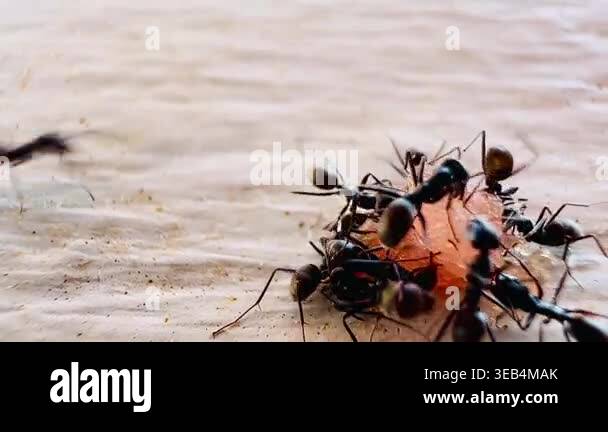 Macro footage of black ants swarming over a dead insect on a wooden ...