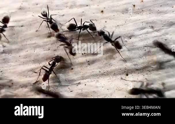 Macro footage of black ants swarming over a dead insect on a wooden ...