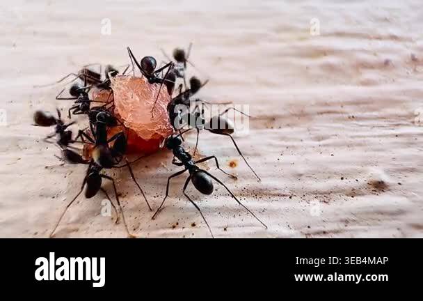 Macro footage of black ants swarming over a dead insect on a wooden ...