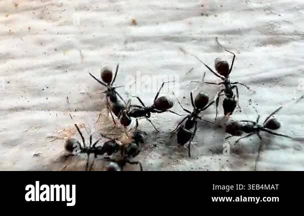 Macro footage of black ants swarming over a dead insect on a wooden ...