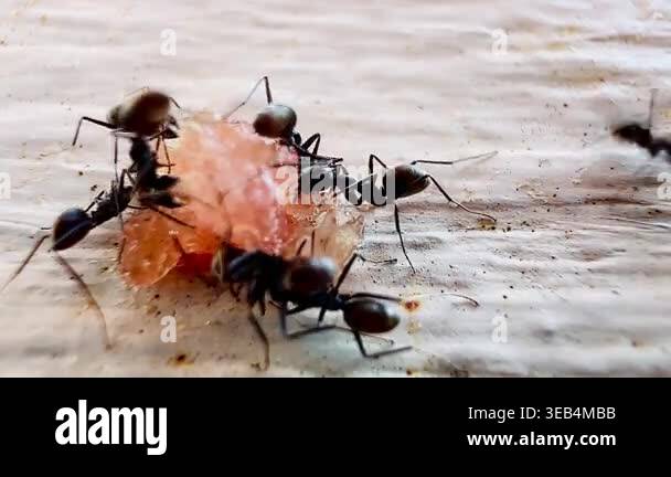 Macro footage of black ants swarming over a dead insect on a wooden ...
