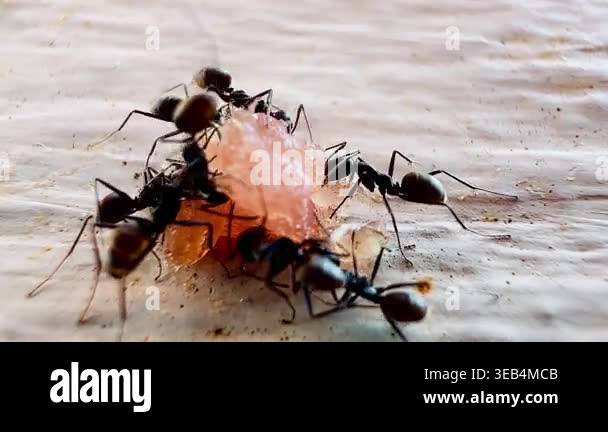 Macro footage of black ants swarming over a dead insect on a wooden ...