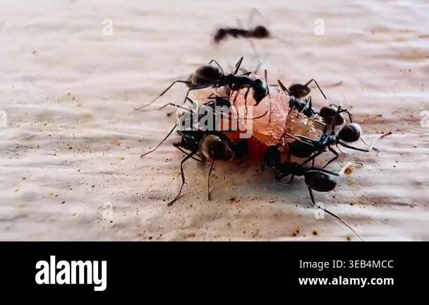 Macro footage of black ants swarming over a dead insect on a wooden ...