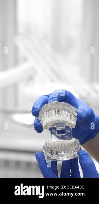 Dentist demonstrating dental model in clinic, explaining oral care and ...