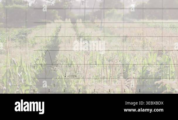 Grid fading in, line tracing and bars rising over cornfield with ...