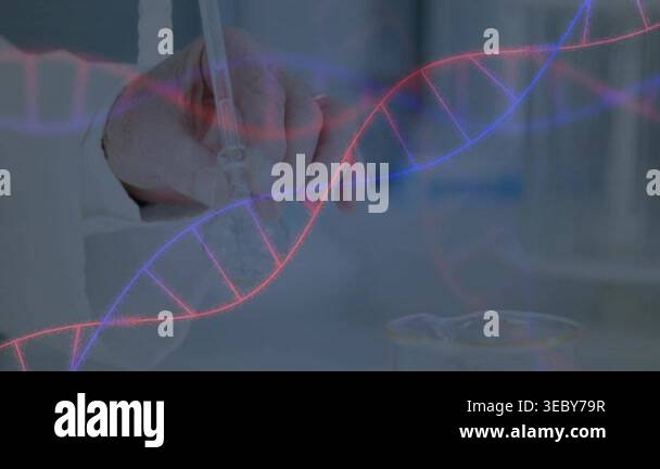 Lab Plunger Senior scientist pressing plunger while pipetting liquid for DNA assay ...