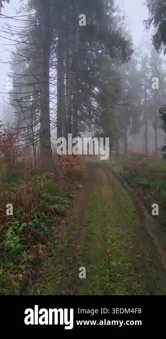 foggy foggy morning fog in the forest Stock Video Footage - Alamy