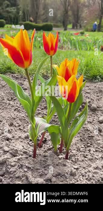 Beautiful red and yellow tulips blooming in the garden. Close up view ...