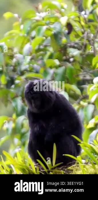 Trachypithecus auratus (lutung jawa, budeng, East Javan langur, Javan ...