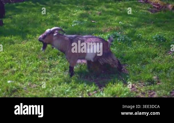 1080P footage of a small goat stepping onto a log and pausing to ...