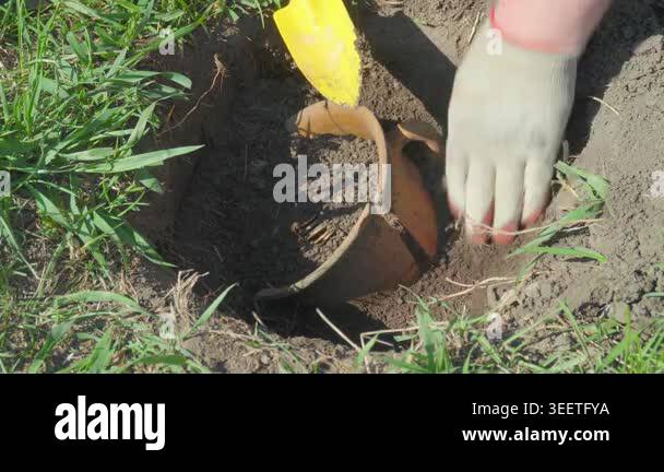 A gloved treasure hunter digs with a yellow trowel around a clay pot ...