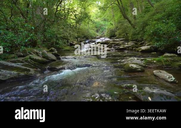 Idyllic woodland stream with small waterfalls flowing through mossy ...