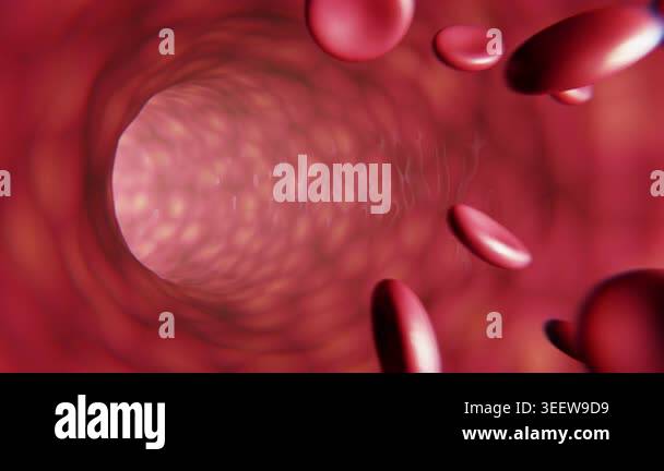 Red blood cells in an artery or blood vessel , flow inside body ...