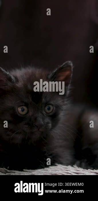 Black fluffy cat with green eyes lies wrapped in a blanket. Halloween ...