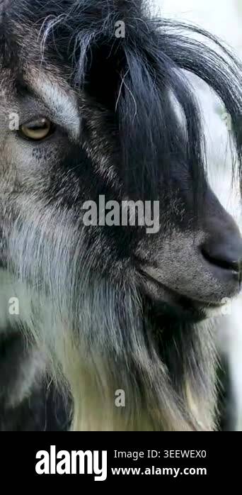 Domestic goats feed in a rural livestock enclosure. Close view shows ...