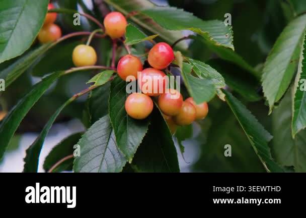 Yellow red cherries on leafy branch, glossy fruit dotted with morning ...