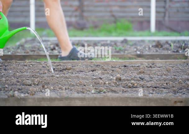 Watering vegetable garden bed with watering can before seed planting ...