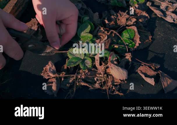 Pruning dry leaves from strawberry plant with scissors in spring garden ...