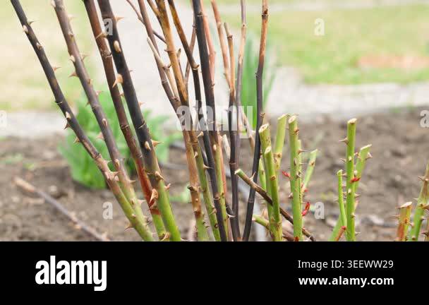 Pruning rose bush with secateurs in spring garden. Hand trimming thorny ...