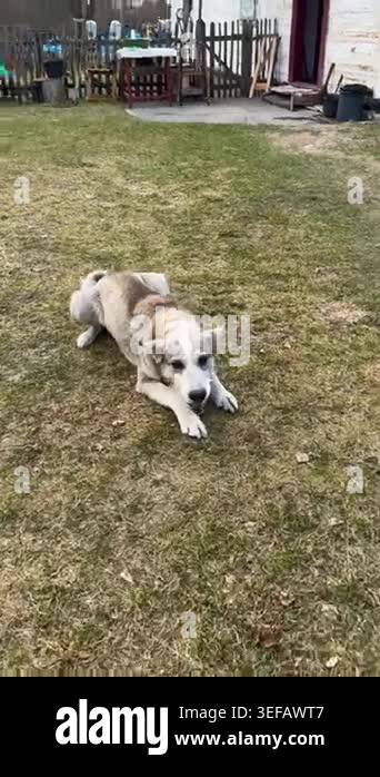 Dog eating on grass in village Stock Video Footage - Alamy - Dirt And Grass Eating Puppy Behavior