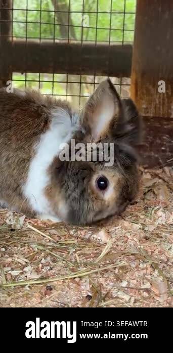 Image showcasing Fluffy rabbit eating hay close up Stock Video Footage - Alamy