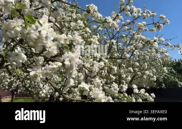 Wide Sunlit Apple Blossoms Against Sky, Airy Breeze, Vivid Blue Sky ...