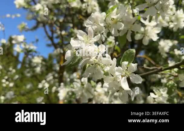 Wide Sunlit Apple Blossoms Against Sky, Airy Breeze, Vivid Blue Sky ...