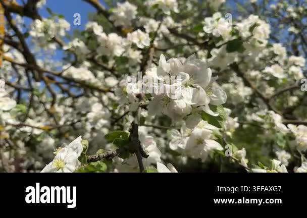 Wide Sunlit Apple Blossoms Against Sky, Airy Breeze, Vivid Blue Sky ...