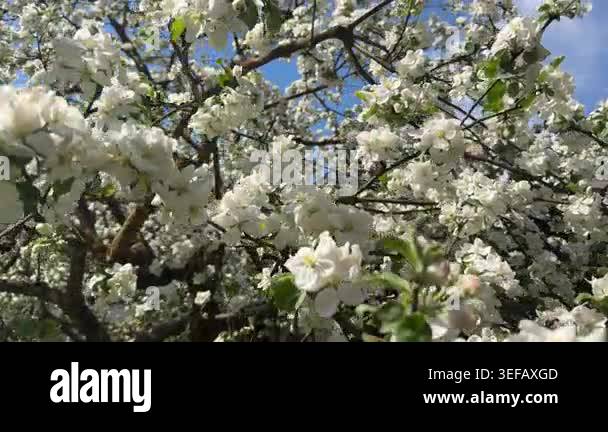 Farmhouse Garden Apple Blossoms In Bloom, Gentle Breeze, Countryside ...