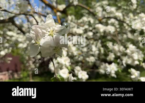 Wide Sunlit Apple Blossoms Against Sky, Airy Breeze, Vivid Blue Sky ...