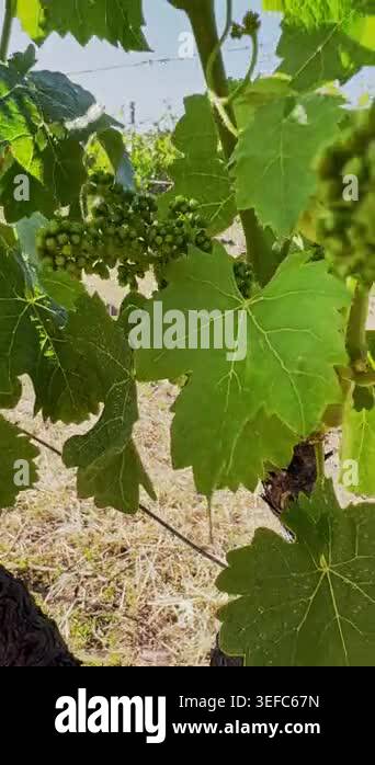 Close-up of young green grapes and leaves growing on sunlit vineyard ...