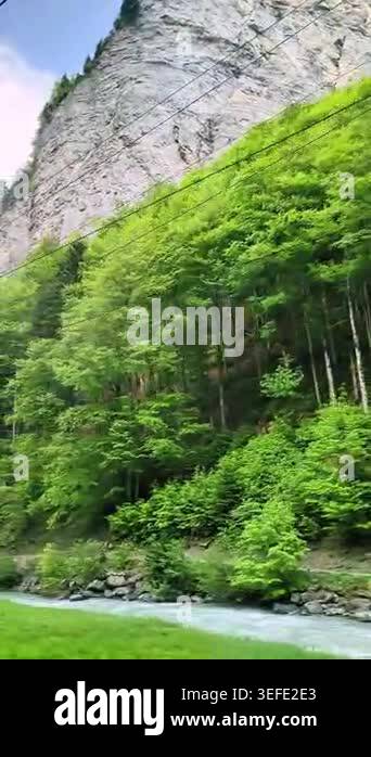 Beautiful alpine forest landscape with green trees, rocky mountain ...