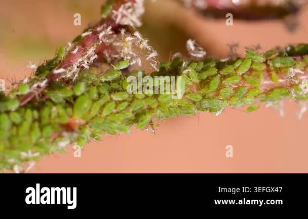 Green aphids on rose plant, tiny green flies insecticide lice Stock ...