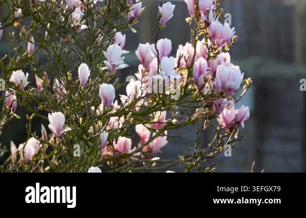 Canopy of big blooming magnolia flowers shifts and rustles with a light ...